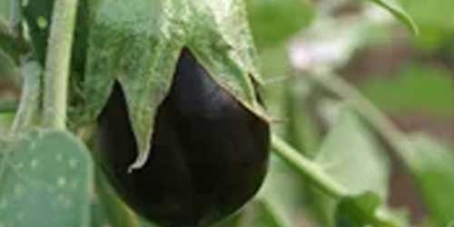Gazon en moestuin category