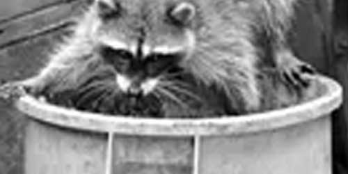 Ongewenste dieren category