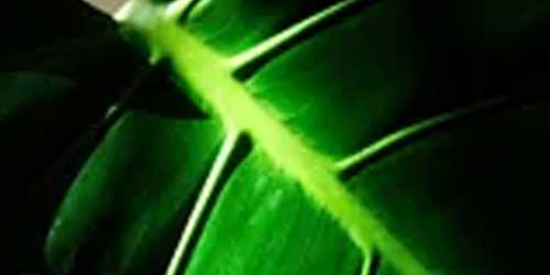 Plantenverzorging category