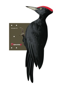 Zwarte specht, 52cm