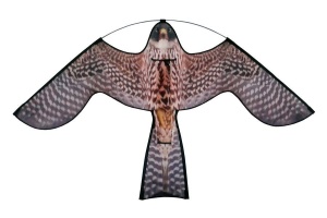 Reservevlieger Hawk kite roofvogelprint