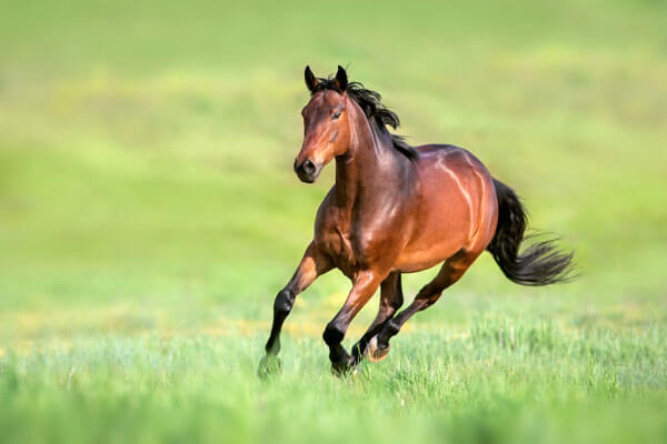 Equilannoo Balancers category