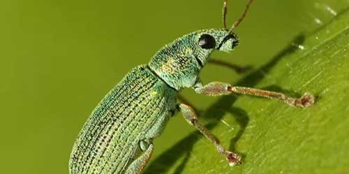Insecten category