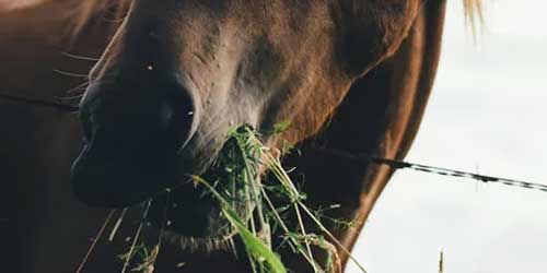 Paard category