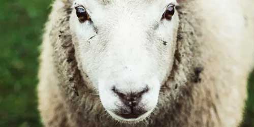 Schaap category